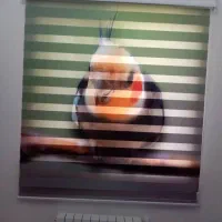 پرده زبرا