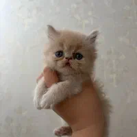 پرشین اسکاتیش