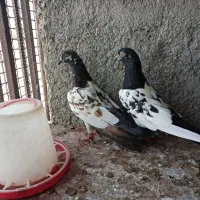 کبوتر دوکت|پرنده|بندرعباس, |دیوار