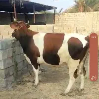 باسلام خدمت دوستان عزیز
