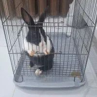 خرگوش|موش و خرگوش|نهاوند, |دیوار