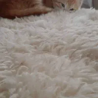 واگذاری ۳ بچه گربه نر و ماده|گربه|رشت, آتشگاه|دیوار