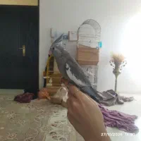 عروس هلندی وایت فیس