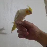 عروس هلندی خیلی رام|پرنده|بانه, |دیوار