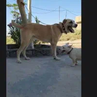 سگ گله|سگ|قم, زاویه|دیوار