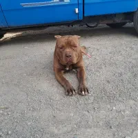 سگ پیتبول اصل