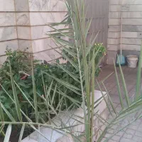 پالم نخل خرما