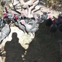 بوقلمون نروماده|پرنده|خاش, |دیوار