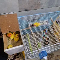 کوتوله عروس گرینچیک|پرنده|قائن, |دیوار