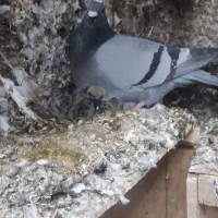 کفتر|پرنده|میبد, |دیوار