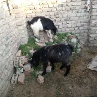 معاوضه|حیوانات مزرعه|ایرانشهر, |دیوار