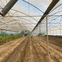 3800 متر سازه گلخانه با پلاستیک و تجهیزات|عمده‌فروشی|شهریار, بکه|دیوار