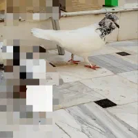 کفتر کاکلی گمشده