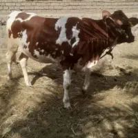 سلام دوتا گوساله ماده یکی خارجی یه ماده محلی