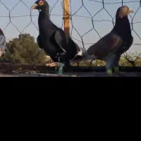 گمشده بی زحمت آگهی رو بخون|حیوانات|مشهد, رسالت|دیوار