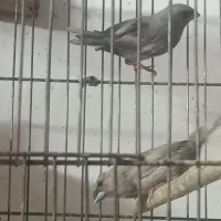 معاوضه فنج|پرنده|یزد, |دیوار