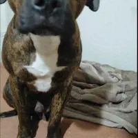 سگ پیتبول گمشده|حیوانات|گرگان, |دیوار