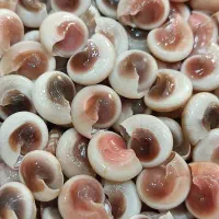 صدف طبیعی ریز|صنایع دستی و سایر لوازم تزئینی|تهران, بازار|دیوار