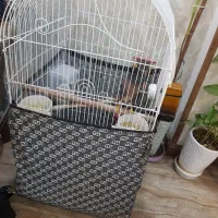 مینا سخنگو|پرنده|تهران, شهرک یاس|دیوار