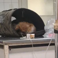 واگذاری رایگان گربه ۶ماهه ماده