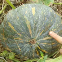 کدو دامی.*ارسال با نیسان.خوراک گاو.صومعه سرا|خوردنی و آشامیدنی|رشت, یخسازی|دیوار