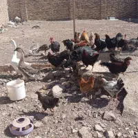 فروش کلی مرغ و خروس بوقلمون معاوضه|حیوانات مزرعه|تاکستان, |دیوار