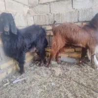 سه تا کهره نر چاق ‌چاله خانگی