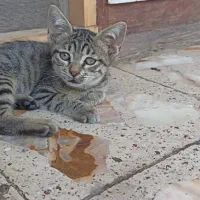 بچه گربه چهارماهه|گربه|مرزن‌آباد, |دیوار