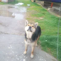 واگذاری سگ گرگی