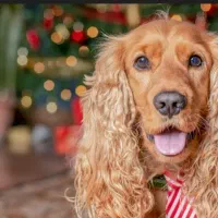 فوری|سگ|خمینی‌شهر, |دیوار