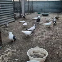 کبوتر نر و ماده