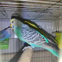 حدود ده جفت مرغ عشق هلندی چشم سرخ همه دستی و مولد|پرنده|شاهین‌شهر, شهرک گلدیس|دیوار