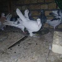 کفتر سالم و خونگی|پرنده|شهرضا, |دیوار