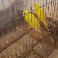 یه جفت مرغ عشق هلندی به شرط تخم  نقدی معاوضه ندارم