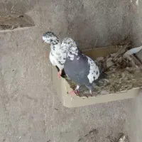 تعدادی کفتر دونه ای 150|پرنده|اردکان, |دیوار