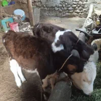 گوساله ماده سالم