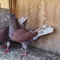 کبوتر کفتر دو جفت سرخ و قرمزی