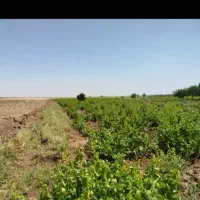 باغ نیم هکتار ۴ساله ۳ ساله