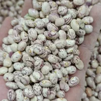 لوبیا چیته محلی فارس|خوردنی و آشامیدنی|ری, صالح آباد جنوبی (باغ رضوان)|دیوار