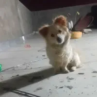 سگ ماده پامر اشپیتز شناس نامه دار معاوضه|سگ|لنجان, |دیوار