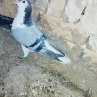 کبوتر فروشی