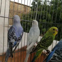 مرغ عشق|پرنده|الیگودرز, |دیوار