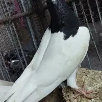 چهار تا کبوتر طوقی سه ماده یه نر|پرنده|چابهار, |دیوار