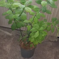 گل طبیعی|گل و گیاه طبیعی|خرمشهر, |دیوار