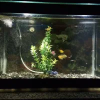 آکواریوم شیشه خم با وسایل و ماهی