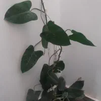 گلها والوراهای پرورش خانگی|گل و گیاه طبیعی|قم, شهرک مهدیه|دیوار