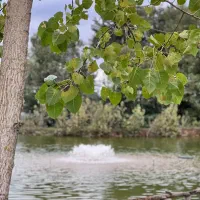 ویلای دو درخت|اجارهٔ کوتاهمدت ویلا و باغ|رشت, پسیخان|دیوار