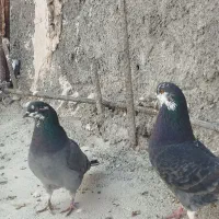 کبوتر پرشی|پرنده|اصفهان, سلطان‌آباد|دیوار