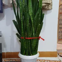 گل سانسوریا