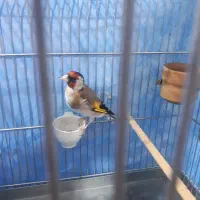 سره جوجه قفس زیردهن سره قناری بوده۳ساله